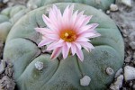 Peyote picking under threat