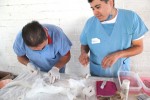 Chapala workshop introduces vets to QuickSpay method