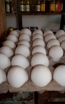 Worsening bird flu sees egg prices skyrocket